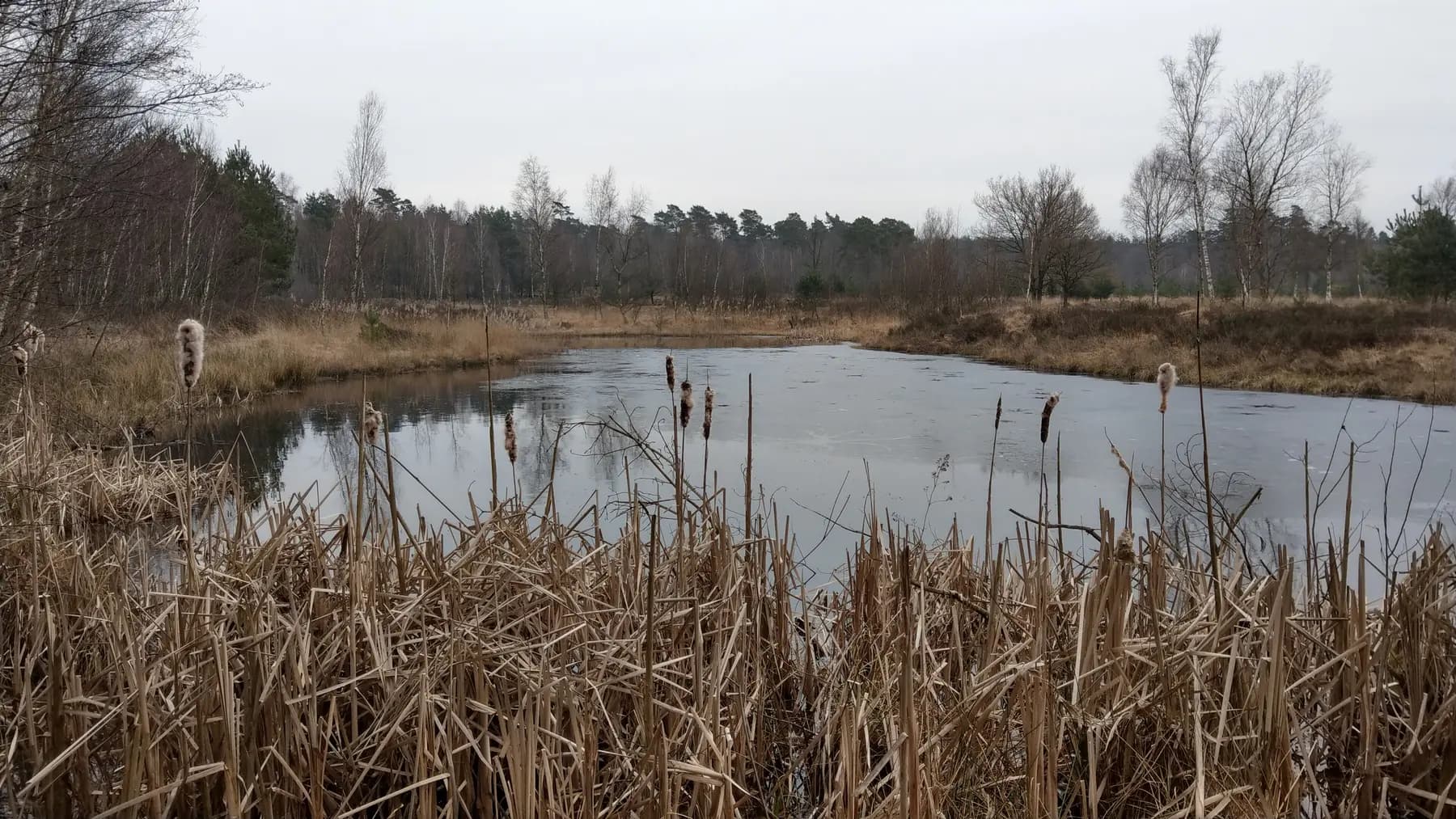 Elmpter Schwalmbruch in Niederkrüchten